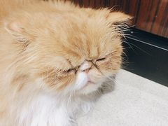 -藏猫猫咖啡主题馆(中央大道店)