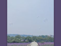 -大塘金香草谷
