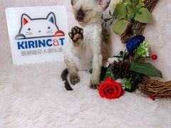 -十年猫舍·猫咪专门店(普陀店)