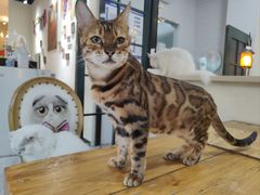 -猫小院猫主题餐厅(南锣旗舰店)