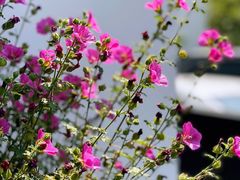 -青桃餐厅
