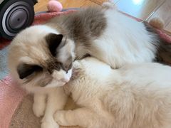 -momokira米努特·德文卷毛猫·棉花面纱犬