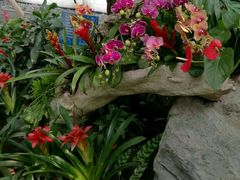 -北京植物园-展览温室