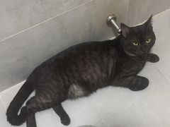 -天使宠物医院·犬猫分诊(彩虹店)