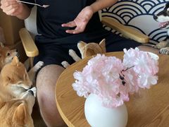 -柴犬小屋·柴餐厅·狗咖食堂(金鼎广场店)