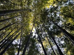 -泰山风景名胜区-普照寺