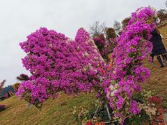 -东莞植物园