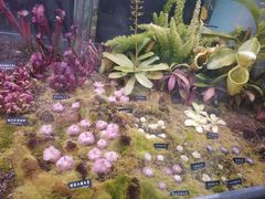 -中国科学院西双版纳热带植物园
