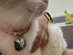 -糯米喵星人·撸猫猫舍咖啡馆(西市场嘉华店)