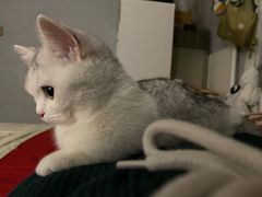 -猫大福·Fortune Cat猫舍(百子湾店)