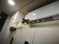 -李小姐の猫咖啡馆(五角场店)