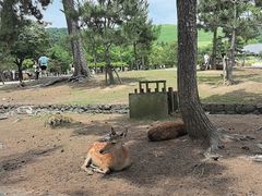 -奈良公园