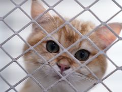 -喵的天空名猫咖啡馆·撸猫·猫舍·用品