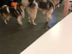 -百好乐宠物友好餐厅(朝外大街店)