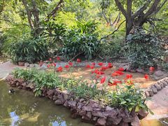 -广州长隆飞鸟乐园