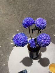 -MIDA蜜哒•科技逆龄美肤连锁