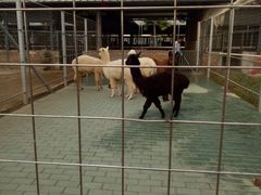 -迪茵湖田家舍生态农场