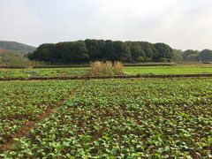-八卦田遗址公园