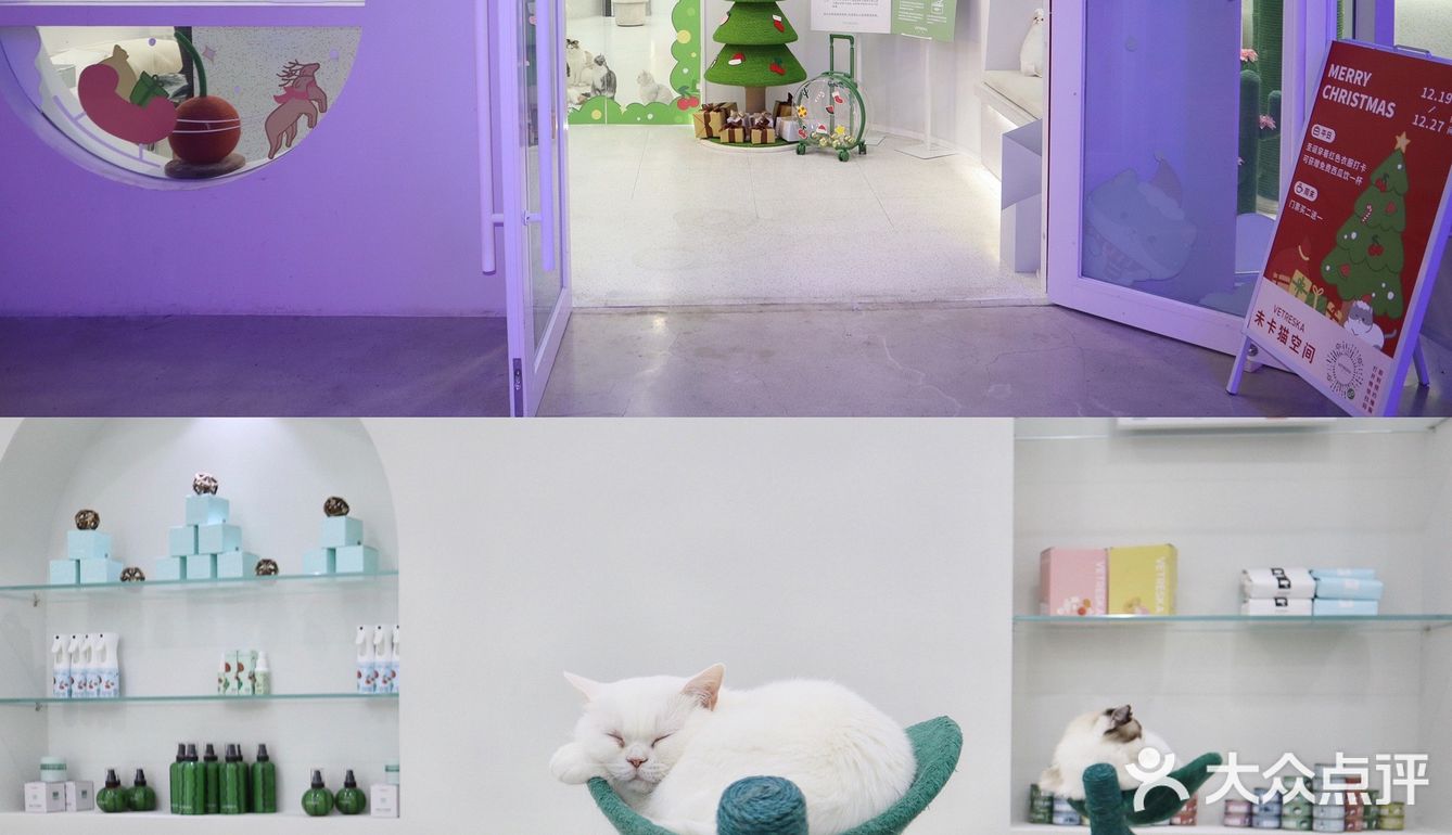 上海猫咖探店 | 撸猫的一天也太快乐了🐱