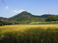-八卦田遗址公园