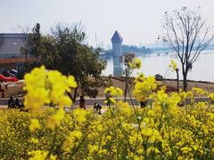 -九龙湖公园