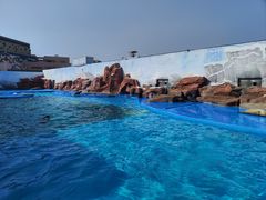 -上海海昌海洋公园