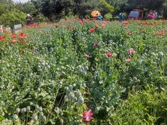 -国家植物园南园