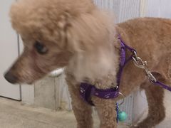 -纳吉亚猫专科动物医院·北北分院