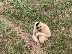 -合肥野生动物园