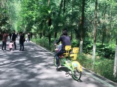 -合肥滨湖国家森林公园