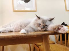 -滚猫咖啡·猫咖·猫友好撸猫(未来城店)