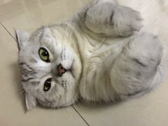 -Bastet sally猫舍购宠(静安店)