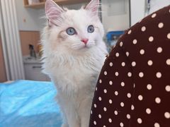 -瑞派·关忠动物医院·猫专科·犬专科(三环新城店)