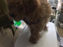 -伟伟宠物医院·CT影像中心·瑞派犬猫综合性门诊(汉口总院)
