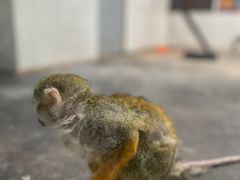 -西安秦岭野生动物园