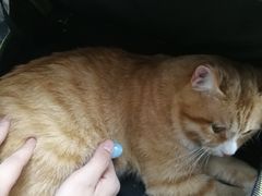 -喜多萌中农锦绣动物医院24H·猫科·牙科MRI·CT