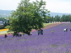 -富田农场