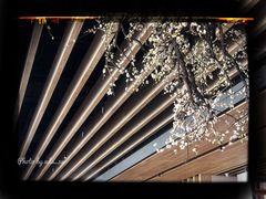 门面-Seesaw Coffee(朝阳大悦城店)