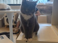 -有喵·猫咖·狗咖·30几只猫10只小狗(岗厦店)