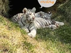 -北京野生动物园