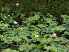 -梁鸿国家湿地公园