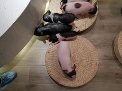 -浣熊柯尔鸭土拨鼠·电玩咖