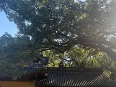 -普陀山风景名胜区-法雨禅寺