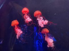 -亚特兰蒂斯•OSSIANO奥西亚诺海底餐厅