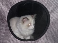 -Bastet sally猫舍购宠(静安店)