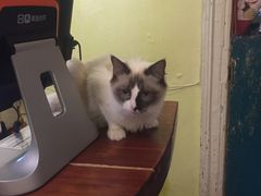 -猫色咖啡·猫咖