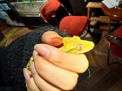 -抱暴龙爬宠·异宠·撸宠撸爬主题馆(大学路店)