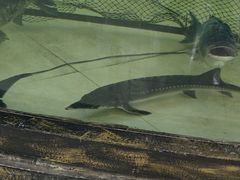 -楚鱼王·河鲜·湖北菜(华农店)