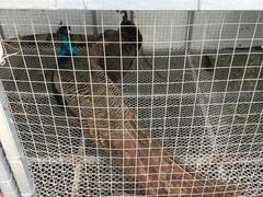 -樂桃源奉贤黄桃种植采摘基地