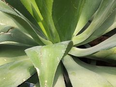 -北京植物园-展览温室